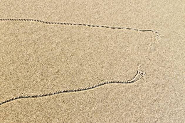  Tierspuren im Sand, Dünen, Watt, Nordsee, Nordholland, Niederlande, Europa Copyright: imageBROKER/ThomasxHinsche ibxhin04530794.jpg