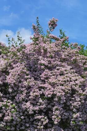  Blühende Weigelie (Weigela florida), Bayern, Deutschland, Europa Copyright: imageBROKER/HelmutxMeyerxzurxCapellen ibxmzc04530257.jpg
