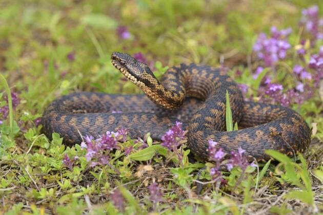  Kreuzotter (Vipera berus), kupferrote Morphe, Drohstellung, züngelnd, liegt in Feld-Thymian (Thymus pulegioides), Lechauen, Bayern, Deutschland, Europa Copyright: imageBROKER/BerndxZoller ibxbzo04531891.jpg