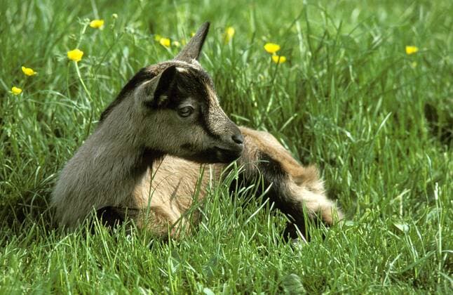 Alpine Chamoisee Domestic Goat, a French Breed, Kid laying on Grass