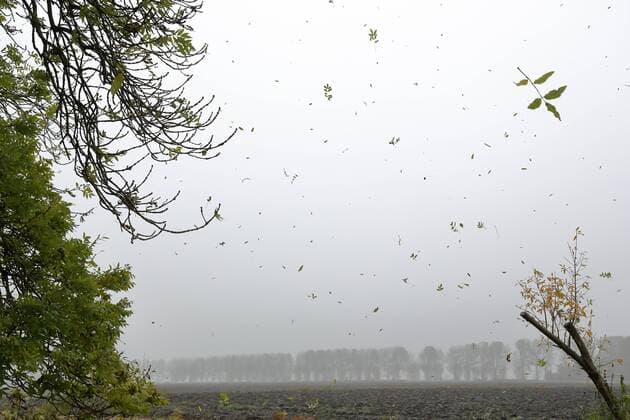 IMAGO Nature: Unsere Erde, Ressourcen, Wind Herbstblätter im Wind  1086901058