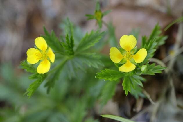 Blutwurz, Tormentill (Potentilla erecta), bluehend, Deutschland common tormentil (Potentilla erecta), blooming, Germany BLWS457006 Copyright: xblickwinkel M.xKuehnx