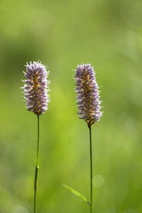 Schlangenknoeterich, Schlangen-Knoeterich, Wiesenknoeterich, Wiesen-Knoeterich (Polygonum bistorta, Bistorta officinalis, Bistorta major, Persicaria bistorta), Bluetenstaende, Deutschland Common bistort, Meadow bistort (Polygonum bistorta, Bistorta officinalis, Bistorta major, Persicaria bistorta), inflorescences, Germany BLWS457071 Copyright: xblickwinkel M.xKuehnx