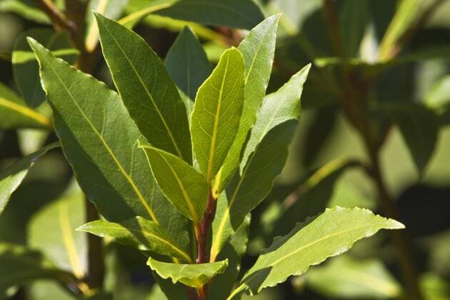 IMAGO Nature: Unsere Erde: Pflanzenwelt: Bedrohte Arten Echter Lorbeer, Lorbeer, Lorbeerbaum, Lorbeer-Baum, Lorbeerstrauch, Lorbeer-Strauch, Gewuerzlorbeer, Gewuerz-Lorbeer (Laurus nobilis), Lorbeerzweig mit Lorbeerblaettern sweet bay laurel, bay tree, sweet bay (Laurus nobilis), branch BLWS457083 Copyright: xblickwinkel M.xKuehnx