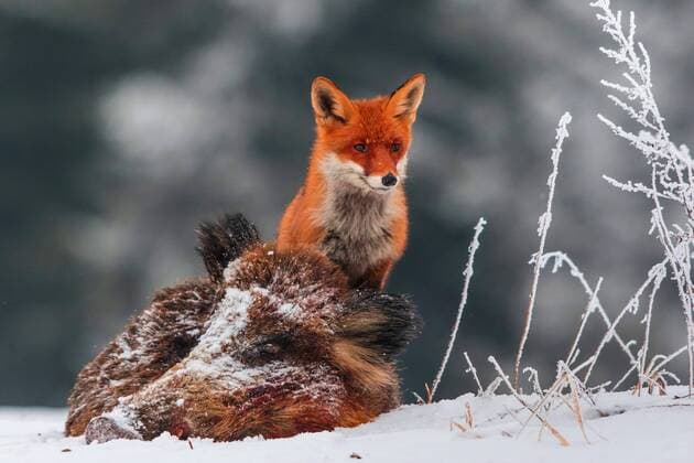 Rotfuchs, Rot-Fuchs (Vulpes vulpes), steht an einem toten Wildschwein im Schnee, Tschechien, Hlinsko red fox (Vulpes vulpes), standing at a dead wildboar in winter, Czech Republic, Hlinsko BLWS457184 Copyright: xblickwinkel S.xGerthx