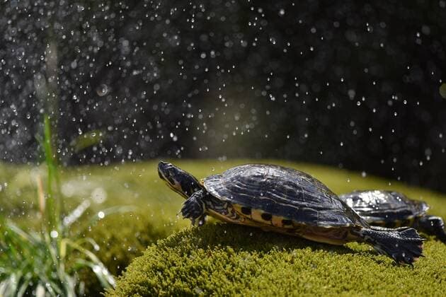PXL_Turtle fountain in Sibenik 03.07.2017., Sibenik, Croatia - With the arrival of summer turtles in the fountain in front of the Church of Our Lady outside the City become one of the major tourist attractions.  HrvojexJelavic PIXSELL