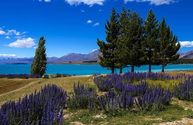 Lake Tekapo, Mackenzie Country, Canterbury, South Island, New Zealand, Pacific Copyright: SuzanxAngelaxMoore 1214-14
