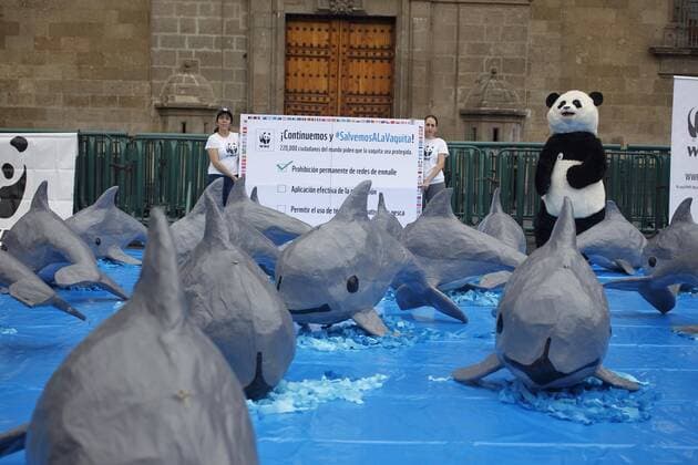 A view of an installation by the World Wildlife Fund (WWF) to demand the Mexican Government the implementation of urgent measures to protect the little sea cow during the International Day of the Little Sea Cow, in front of the National Palace in Mexico City, Mexico, 08 July 2017. WWF DEMANDS ACTIONS TO PROTECT THE LITTLE SEA COW !ACHTUNG: NUR REDAKTIONELLE NUTZUNG!  Copyright: xSASHENKAxGUTIÉRREZx MEX303 20170708-636351405231089096