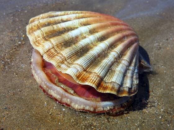 Jakobs-Pilgermuschel, Jakobspilgermuschel, Jakobsmuschel (Pecten jacobaeus), lebende Jakobsmuschel am Sandstrand, Frankreich, Bretagne, Erquy St.James s scallop, great scallop (Pecten jacobaeus), alive St.James s scallop on sandy beach, France, Brittany, Erquy BLWS458078 Copyright: xblickwinkel D.xMaehrmannx