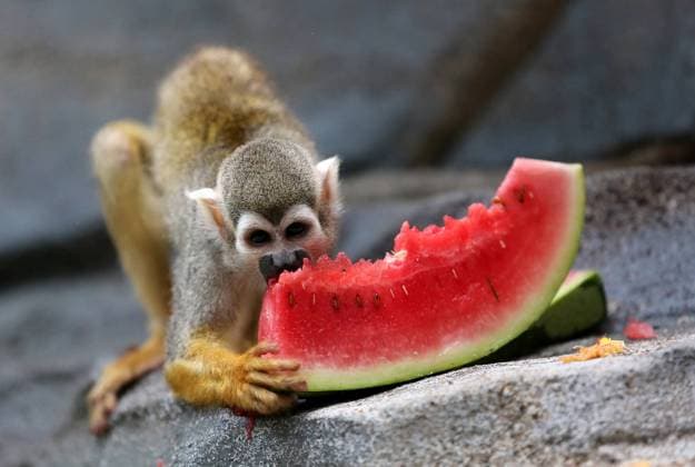 (170716) -- QUANZHOU, July 16, 2017 -- A monkey eats watermelon at a zoo in Quanzhou, southeast China s Fujian Province, July 16, 2017. As hot weather continued, staff members of Quanzhou Wildlife Zoo offered watermelon, fans or air conditioners for animals. ) (zkr) CHINA-QUANZHOU-MONKEY(CN) ZhangxJiuqiang 