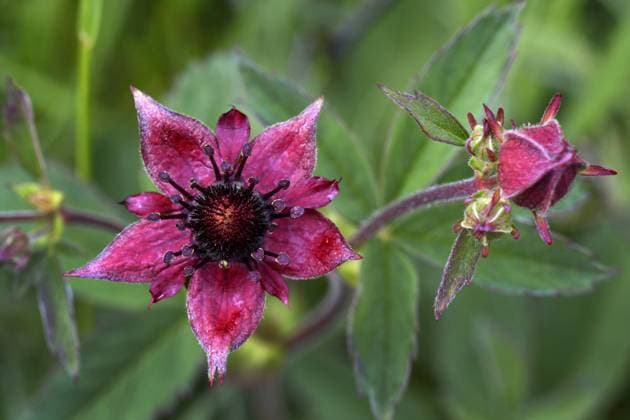 Sumpf-Blutauge, Sumpfblutauge (Potentilla palustris, Comarum palustre), bluehend, Grossbritannien, Schottland, North Uist marsh cinquefoil, marsh five-finger, purple cinquefoil (Potentilla palustris, Comarum palustre), blooming, United Kingdom, Scotland, North Uist BLWS458627 Copyright: xblickwinkel M.xHickenx