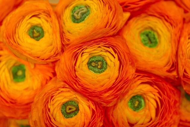 Ranunkel, Asiatischer Hahnenfuss (Ranunculus asiaticus, Ranunculus hortensis), Blueten Persian Buttercup, Turban Ranunculus, Turban buttercup (Ranunculus asiaticus, Ranunculus hortensis), flowers, Germany, North Rhine-Westphalia BLWS458663 Copyright: xblickwinkel C.xStennerx