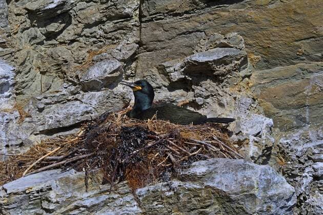 Kraehenscharbe, Kraehen-Scharbe (Phalacrocorax aristotelis), auf dem Nest auf einem Kuestenfelsen, Grossbritannien, Schottland, Caithness shag (Phalacrocorax aristotelis), on its nest on a seacliff, United Kingdom, Scotland, Caithness BLWS458798 Copyright: xblickwinkel M.xHickenx