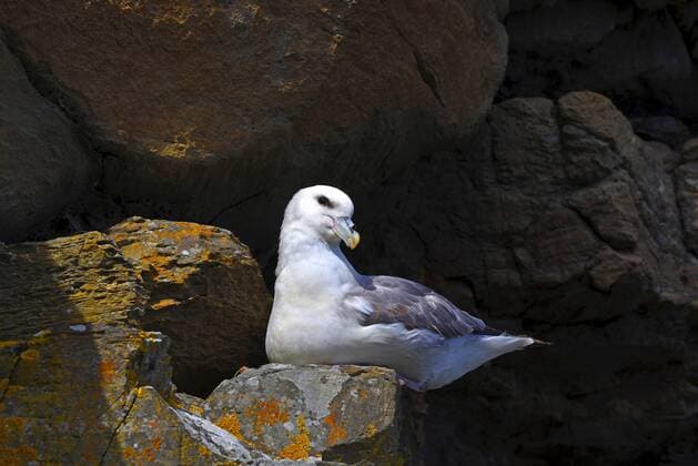 Eissturmvogel, Eis-Sturmvogel (Fulmarus glacialis), bruetet auf einem nackten Felsvorsprung, Grossbritannien, Schottland, Caithness northern fulmar (Fulmarus glacialis), breeding on a bare rock spur, United Kingdom, Scotland, Caithness BLWS458478 Copyright: xblickwinkel M.xHickenx