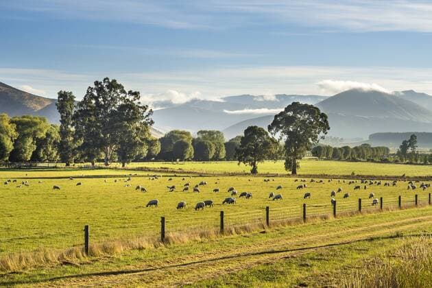 New Zealand, South Island, Southern Scenic Route, Fiordland National Park, flock of sheep  STSF01233