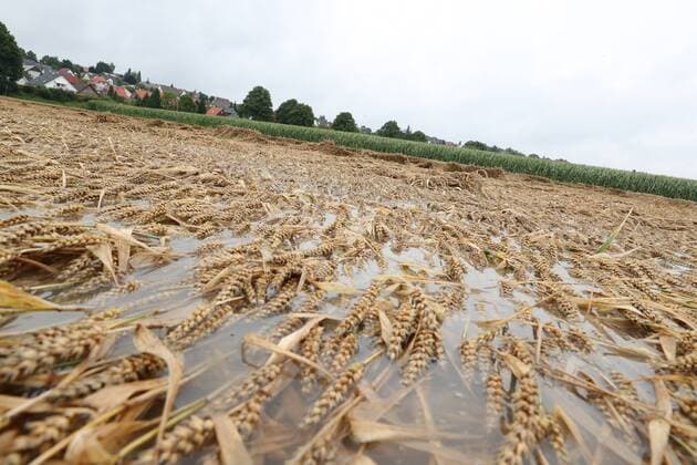 Landkreis Hildesheim, Hochwasser in Niedersachsen, Freiwillige Feuerwehr, THW, Überflutungen, Sandsäcke, Hochwassereinsatz in Heersum Gemeinde Holle Landkreis Hildesheim, Ernte vernichtet, Kornfeld überflutet,