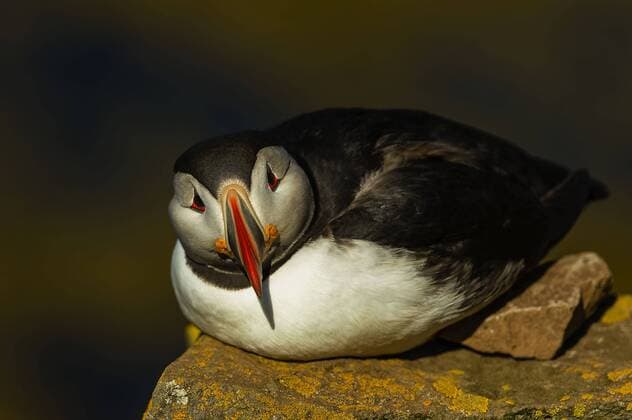 Papageitaucher (Fratercula arctica) brüten in zahlloser Menge am sogenannten Vogelfelsen in Latrabjarg, Westfijorde, VestfirÃ°ir, Island. Papageitaucher in Island