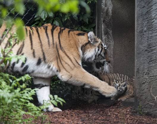 Sensation in Hamburg: Vierlinge bei den Tigern 03.08.2017, Hamburg, Tierpark Hagenbeck, im Bild: Sensation in Hamburg Vierlinge bei den Sibirischen Tigern im Tierpark Hagenbeck, Tigerdame Maruschka stellte heute ihren Wurf der Öffentlcihkeit vor Â 