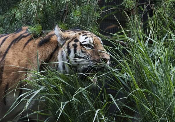 Sensation in Hamburg: Vierlinge bei den Tigern 03.08.2017, Hamburg, Tierpark Hagenbeck, im Bild: Sensation in Hamburg Vierlinge bei den Sibirischen Tigern im Tierpark Hagenbeck, Tigerdame Maruschka stellte heute ihren Wurf der Öffentlcihkeit vor Â 