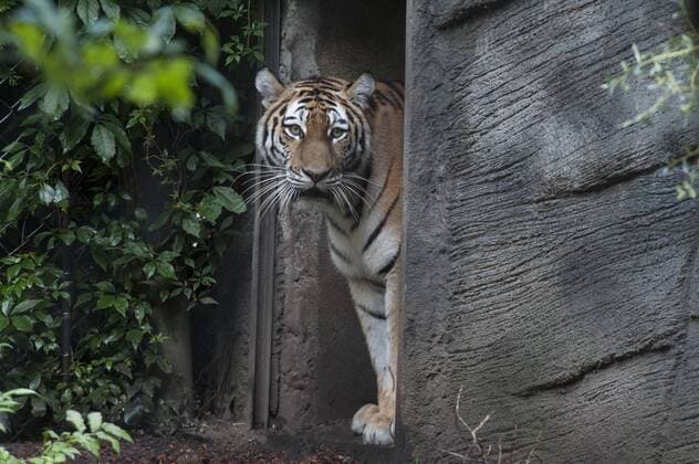 Sensation in Hamburg: Vierlinge bei den Tigern 03.08.2017, Hamburg, Tierpark Hagenbeck, im Bild: Sensation in Hamburg Vierlinge bei den Sibirischen Tigern im Tierpark Hagenbeck, Tigerdame Maruschka stellte heute ihren Wurf der Öffentlcihkeit vor Â 