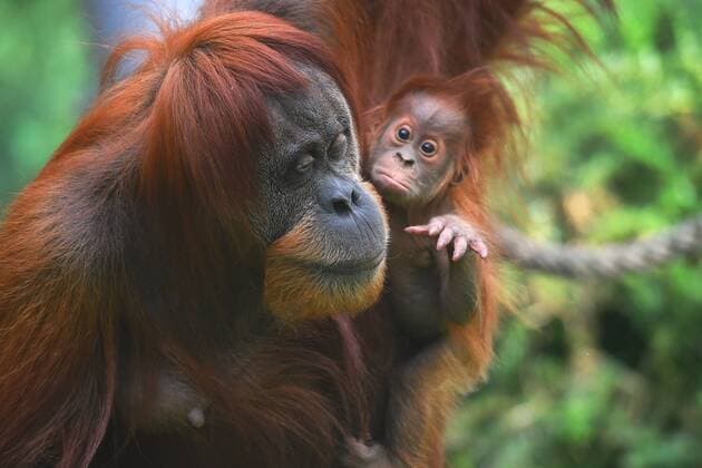 Ein Abend im Tierpark Hellabrunn-Ein Orang Utan Weibchen mit ihrem Baby. Wohlbehuetet in Mamas Armen! Mama haelt ihr kleines Baby ganz fest im Arm.