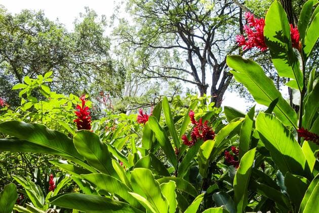 Rio de Janeiro, Botanischer Garten, Jardim Botanico, Brasilien Copyright: xKTHx ALLBR843202