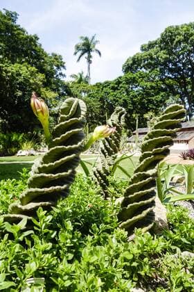 Rio de Janeiro, Botanischer Garten, Jardim Botanico, Sukkulenten Garten, Brasilien Copyright: xKTHx ALLBR843210