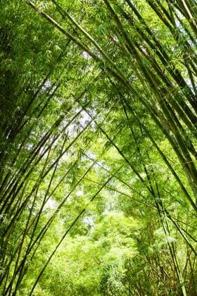 Rio de Janeiro, Botanischer Garten, Jardim Botanico, Bambus, Brasilien Copyright: xKTHx ALLBR843133