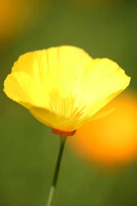 Goldmohn Blüte  1068304090
