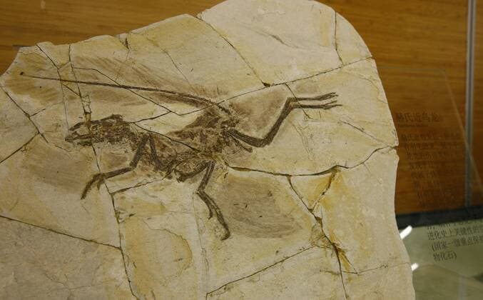Bilder des Tages (170815) -- SHANGHAI, Aug. 15, 2017 -- Photo taken on Aug. 15, 2017, shows a dinosaur fossil displayed at the donation ceremony in Shanghai Natural History Museum, east China s Shanghai Municipality. The Jizantang Paleontological Fossil Museum of Chaoyang in northeast China s Liaoning Province, donated 10 fossils to Shanghai Natural History Museum on Tuesday.) (lxx) CHINA-SHANGHAI-FOSSIL(CN) FangxZhe 