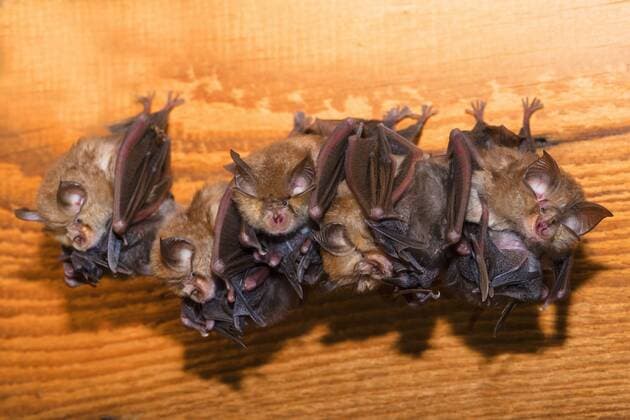 Kleine Hufeisennase (Rhinolophus hipposideros), Muetter mit Jungtieren, haengend, Deutschland, Thueringen Lesser horseshoe bat (Rhinolophus hipposideros), mothers with young animals, hanging, Germany, Thueringen BLWS460087 Copyright: xblickwinkel D.xMahlkex
