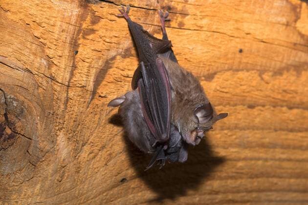 Kleine Hufeisennase (Rhinolophus hipposideros), Mutter mit Jungtier, haengend, Deutschland, Thueringen Lesser horseshoe bat (Rhinolophus hipposideros), mother with young animal, hanging, Germany, Thueringen BLWS460090 Copyright: xblickwinkel D.xMahlkex