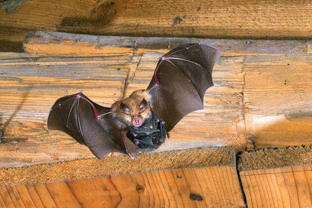 Kleine Hufeisennase (Rhinolophus hipposideros), im Flug, traegt Jungtier am Bauch, Deutschland, Thueringen Lesser horseshoe bat (Rhinolophus hipposideros), in flight, carrying young animal under the belly, Germany, Thueringen BLWS460145 Copyright: xblickwinkel D.xMahlkex
