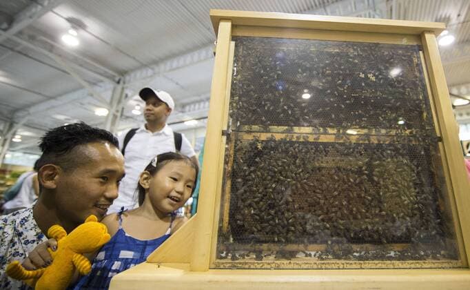 Kanada National Ausstellung in Toronto (170819) -- TORONTO, Aug. 19, 2017 -- Visitors look a display of honey bees during the 139th Canadian National Exhibition in Toronto, Canada, Aug. 18, 2017. )(yk) CANADA-TORONTO-CANADIAN NATIONAL EXHIBITION ZouxZheng 