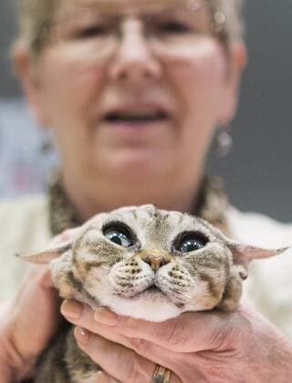 (170828) -- TORONTO, Aug. 28, 2017 -- A member of the judging committee checks a pet cat during a cat competition at Canadian National Exhibition in Toronto, Canada, Aug. 27, 2017. More than 125 cats from Canada participated in the competition on Sunday. ) (jmmn) CANADA-TORONTO-CAT SHOW COMPETITION ZouxZheng 