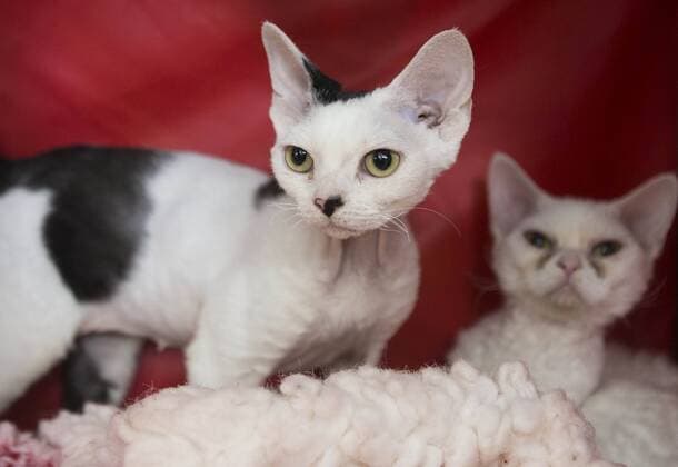 (170828) -- TORONTO, Aug. 28, 2017 -- Two pet cats are seen during a cat competition at Canadian National Exhibition in Toronto, Canada, Aug. 27, 2017. More than 125 cats from Canada participated in the competition on Sunday. ) (jmmn) CANADA-TORONTO-CAT SHOW COMPETITION ZouxZheng 