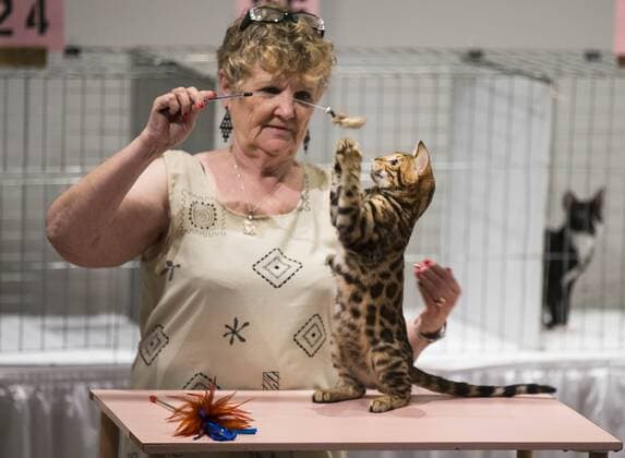 (170828) -- TORONTO, Aug. 28, 2017 -- A member of the judging committee checks a pet cat during a cat competition at Canadian National Exhibition in Toronto, Canada, Aug. 27, 2017. More than 125 cats from Canada participated in the competition on Sunday. ) (jmmn) CANADA-TORONTO-CAT SHOW COMPETITION ZouxZheng 