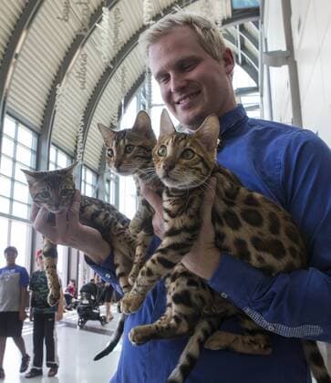 (170828) -- TORONTO, Aug. 28, 2017 -- A member of the judging committee shows three pet cats during a cat competition at Canadian National Exhibition in Toronto, Canada, Aug. 27, 2017. More than 125 cats from Canada participated in the competition on Sunday. ) (jmmn) CANADA-TORONTO-CAT SHOW COMPETITION ZouxZheng 