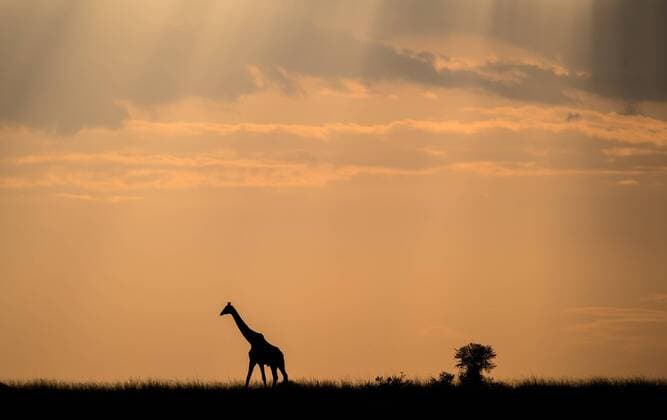 (170830) -- NAIROBI, Aug. 30, 2017 -- A giraffe walks at the Maasai Mara National Reserve, Kenya, Aug. 28, 2017. ) (zw) KENYA-MAASAI MARA NATIONAL RESERVE-ANIMALS ChenxCheng 