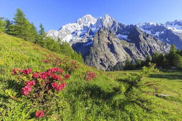 Rhododendrons in bloom in front of Mont Blanc, Veny Valley, Courmayeur, Aosta Valley, Italy, Europe Copyright: FrancescoxBergamaschi 1269-44
