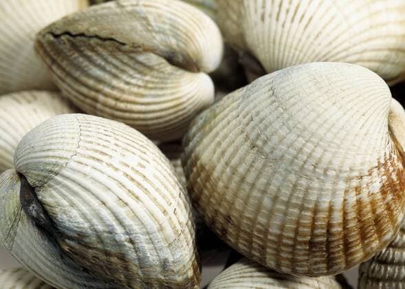 Common Cockle cerastoderma edule Fresh Shells
