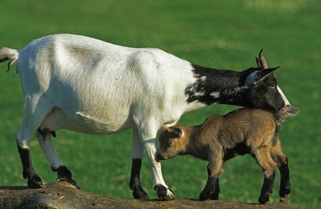 Domestic Goat with Kid