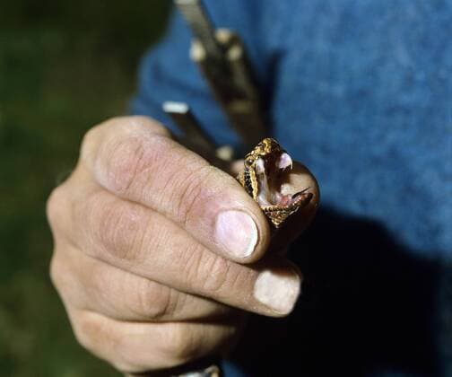 Asp Viper vipera aspis Snake Being Milking for Venom