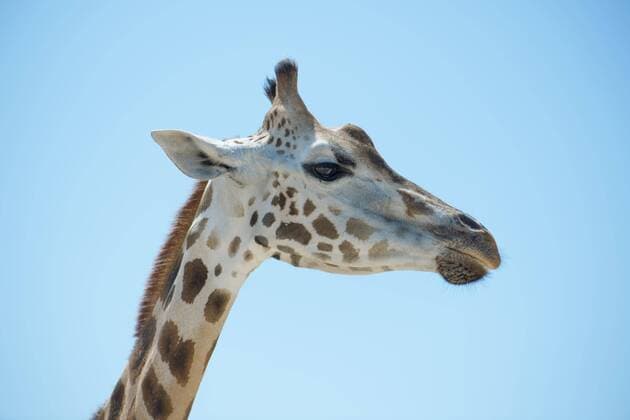 Giraffe (Giraffa camelopardalis), Porträt, Chobe Nationalpark, Botswana, Sambia, Afrika Copyright: imageBROKER/AndreyxNekrasov ibxaaa04548396.jpg