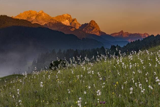 Wollgräser (Eriophorum) auf Bergwiese bei Nebel mit Zugspitze im Hintergrund, Kaltenbrunn, Oberbayern, Deutschland, Europa Copyright: imageBROKER/RobertxSeitz ibxsei04539178.jpg