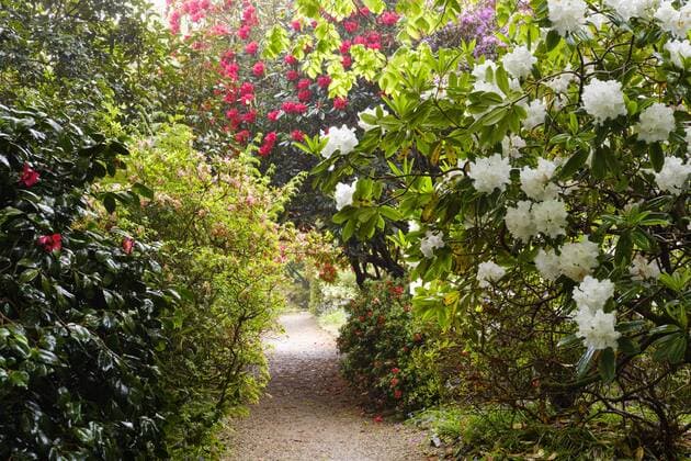Weg durch blühende Rhododendren, Trengwainton Garden, bei Penzance, Cornwall, England, Großbritannien, Europa Copyright: imageBROKER/MartinxSiepmann iblman04555285.jpg