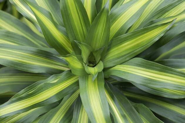 IMAGO Nature: Unsere Erde, Pflanzen, Gestreifte Pflanzen Duftender Drachenbaum (Dracaena fragans), Detail, Insel Bora Bora, Gesellschaftsinseln, Französisch Polynesien *** fragrant Dragon tree Dracaena fragans Detail Island Bora Bora Society Islands French Polynesia Copyright: imageBROKER/NorbertxProbst ibxnpr04561079.jpg