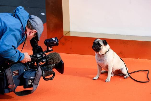 . 18 09 2017. London, United Kingdom. Kingsman: The Golden Circle world premiere. JB the pug been filmed at the Kingsman: The Golden Circle world premiere in London.  xDinendraxHariax xi-Imagesx IIM-15901-0087