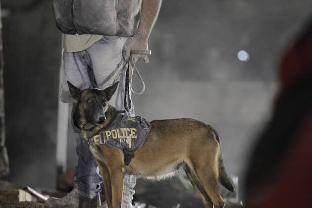 (170920) -- MEXICO CITY, Sept. 20, 2017 -- A search dog stands on debris in Mexico City, Capital of Mexico, on Sept. 20, 2017. Over 220 people have been killed after a powerful earthquake hit central Mexico on Tuesday, with the death toll expected to rise due to the scale of the temblor, the country s civil protection agency said. ) MEXICO-MEXICO CITY-EARTHQUAKE DanxHang 