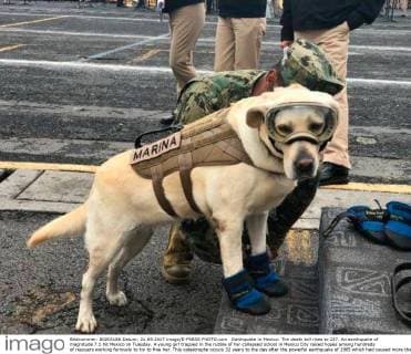 Earthquake in Mexico: The death toll rises to 237. An earthquake of magnitude 7.1 hit Mexico on Tuesday. A young girl trapped in the rubble of her collapsed school in Mexico City raised hopes among hundreds of rescuers working furiously to try to free her. This catastrophe occurs 32 years to the day after the powerful earthquake of 1985 which had caused more than 10,000 deaths. Mexico Mexico  549046